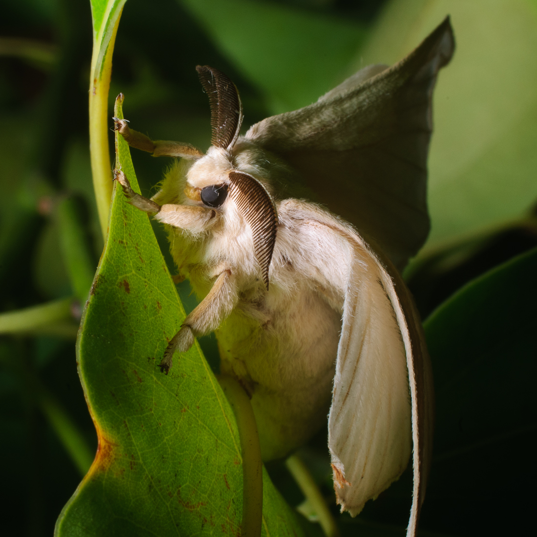 photo of a silk moth